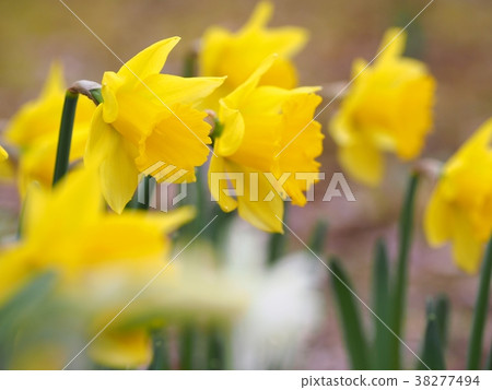 特朗普森盛開 38277494