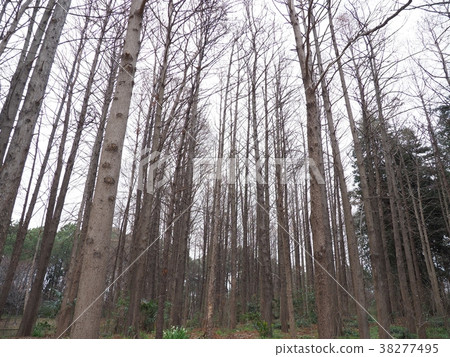 針葉林在冬天 針葉林在冬天 38277495