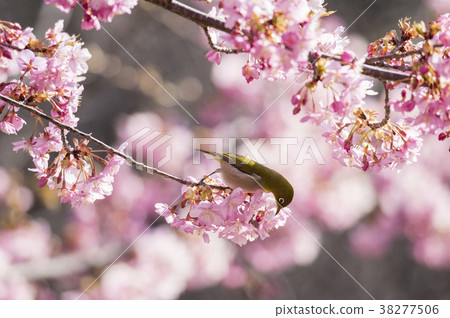 White-eye and cherry 38277506