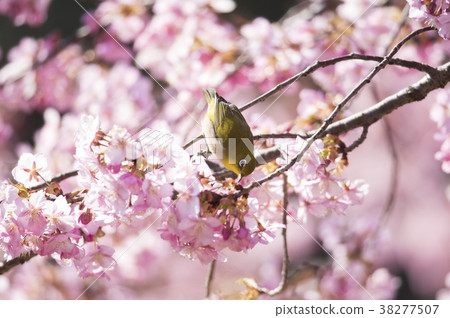 White-eye and cherry 38277507