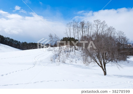 Snowy field 38278599