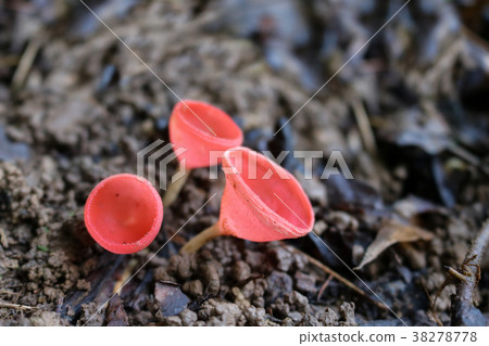 Pink Burn Cup mushroom on the ground in the forest Pink Burn Cup mushroom on the ground in the forest 38278778