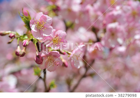 櫻花,伊豆舞者 櫻花,伊豆舞者 38279098