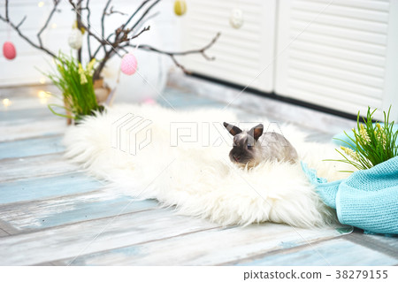 One rabbit with Easter decorations 38279155