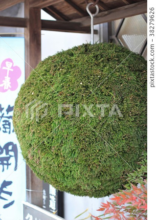 Sugiyama Sugiyama 38279626