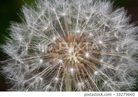  Dandelion 38279660