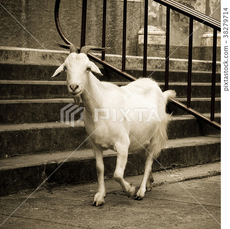 goat goat 38279714