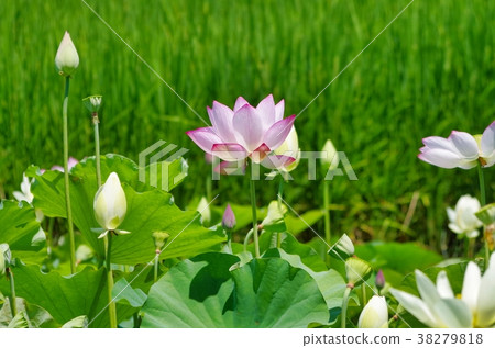 蓮花 38279818