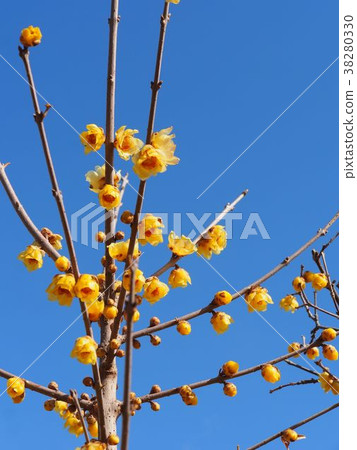 Rowey Rowey 38280330