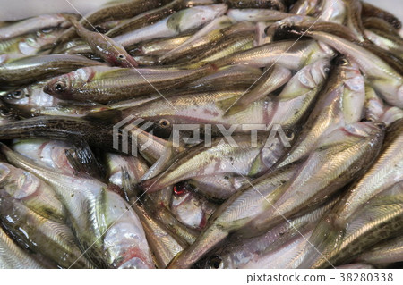 雷魚 雷魚 38280338