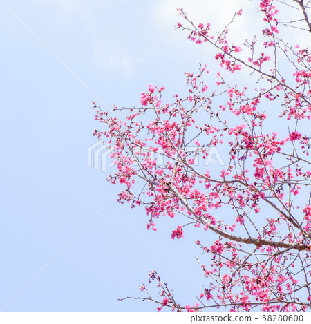 Sakura flower Sakura Award Sakura indigo leaf Cherry flower Prunus Cherry blossoms in full bloom Cherry blossoms in full bloom Sakura flower Sakura Award Sakura indigo leaf Cherry flower Prunus Cherry blossoms in full bloom Cherry blossoms in full bloom 38280600