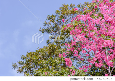 櫻花花櫻花獎櫻花靛葉櫻花花盛開的櫻花盛開的櫻花 38280602