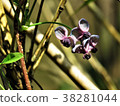 Akebi flower 38281044