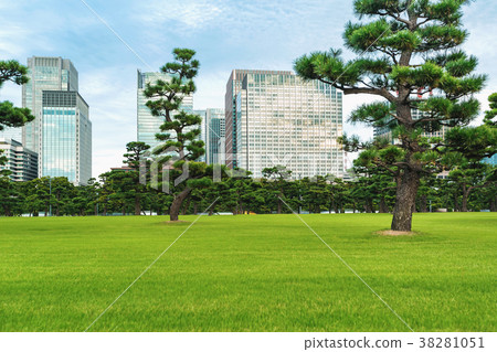 Pine trees outside the Emperor's Palace in Tokyo Pine trees outside the Emperor's Palace in Tokyo 38281051