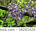 Yamahaji flowers 38281428