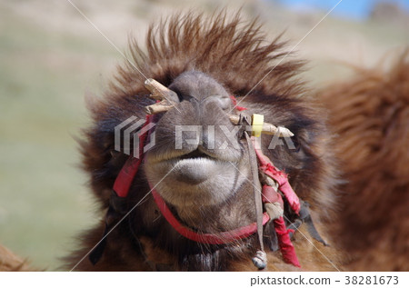 Camel face up Camel face up 38281673