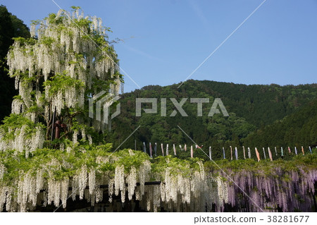 Flowers and carp streamers Flowers and carp streamers 38281677