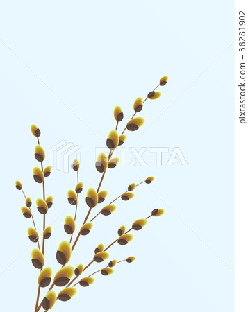 branch of willow with buds, sprouts 38281902
