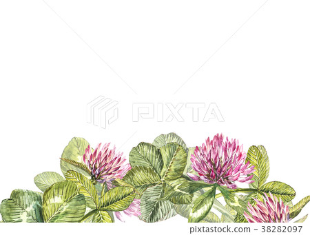 Hand-drawn watercolor red clover flower 38282097