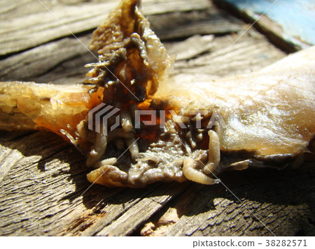 meat fly larva meat fly larva 38282571