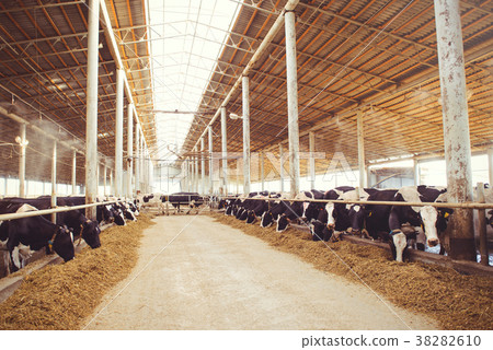 cow farm concept of agriculture, agriculture  38282610