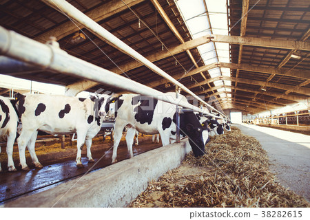 cow farm concept of agriculture, agriculture cow farm concept of agriculture, agriculture 38282615