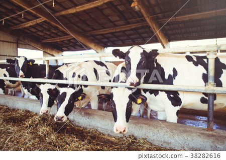 cow farm concept of agriculture, agriculture cow farm concept of agriculture, agriculture 38282616