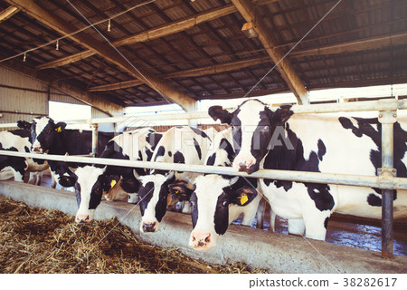 cow farm concept of agriculture, agriculture cow farm concept of agriculture, agriculture 38282617