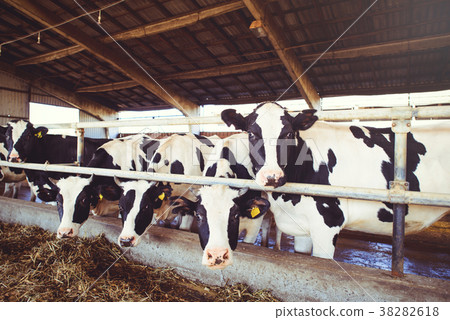 cow farm concept of agriculture, agriculture cow farm concept of agriculture, agriculture 38282618