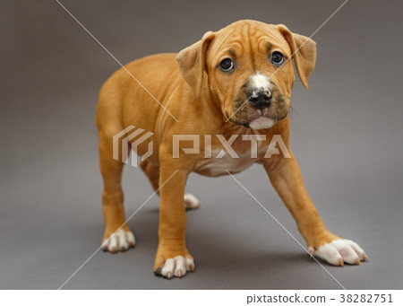 Puppy Staffordshire Terrier 38282751