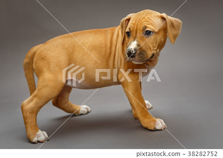 Puppy Staffordshire Terrier Puppy Staffordshire Terrier 38282752