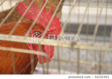 冰雹籃，冰雹2，雞，雞 38282981