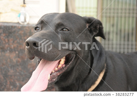 黑狗,狗, dog, 犬 黑狗,狗, dog, 犬 38283277
