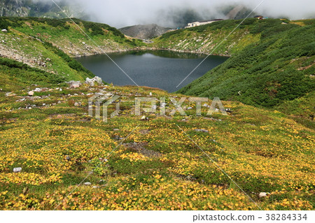 Tateyama Murodo Mikurigawa的Iwiwa Clumps Tateyama Murodo Mikurigawa的Iwiwa Clumps 38284334