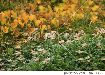 Tateyama Murodo的秋天,一群烏鴉和chinchuruma Tateyama Murodo的秋天,一群烏鴉和chinchuruma 38284336