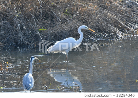 Heron · Shirajiri 38284346