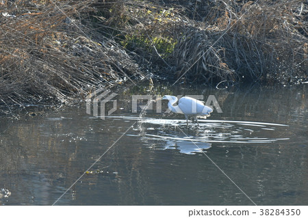 Heron · Shirajiri 38284350