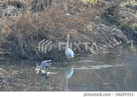 Heron · Shirajiri 38284351