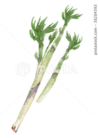 Yamana Udo水彩插圖 38284393