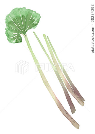 Yamana fuki watercolor illustration 38284398