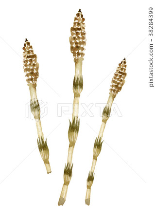 Yamana Tsukushi watercolor illustration 38284399