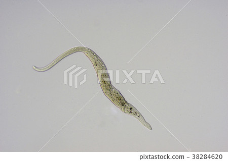 Supirosutomamu 38284620