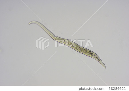 Supirosutomamu 38284621