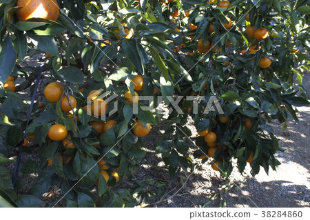 Orange (Shimizu City, Shizuoka Prefecture) 38284860