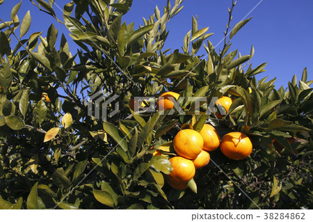 Orange (Shimizu City, Shizuoka Prefecture) 38284862
