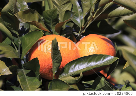 Orange (Shimizu City, Shizuoka Prefecture) 38284863