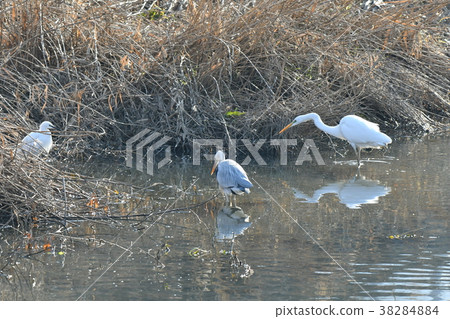 蒼鷺，朋友 38284884