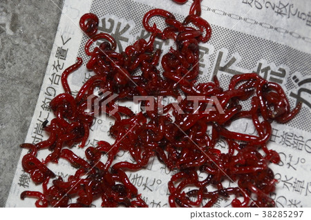 Red beetle 38285297