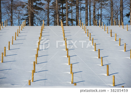 Winter wine fields are beautiful 38285459