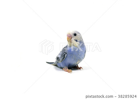 Sekisei parakeet 38285924